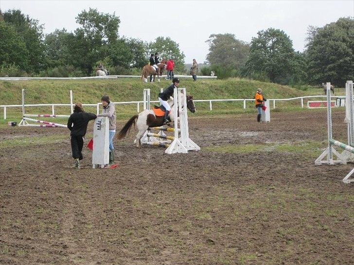 Anden særlig race Lady<3 - Områdemesterskab 2010. billede 10
