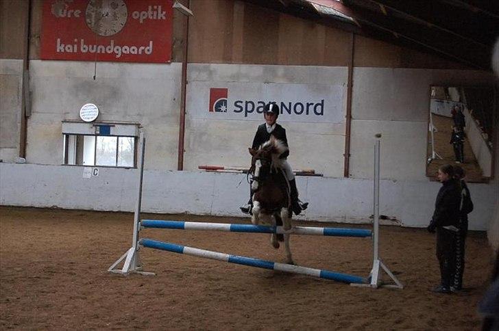 Anden særlig race Lady<3 - Åbenhus højdespring oksen efter denne var 90cm ogLady er 120cm. billede 11