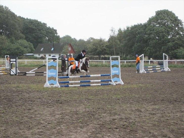 Anden særlig race Lady<3 - Områdemesterskab 2010 billede 12