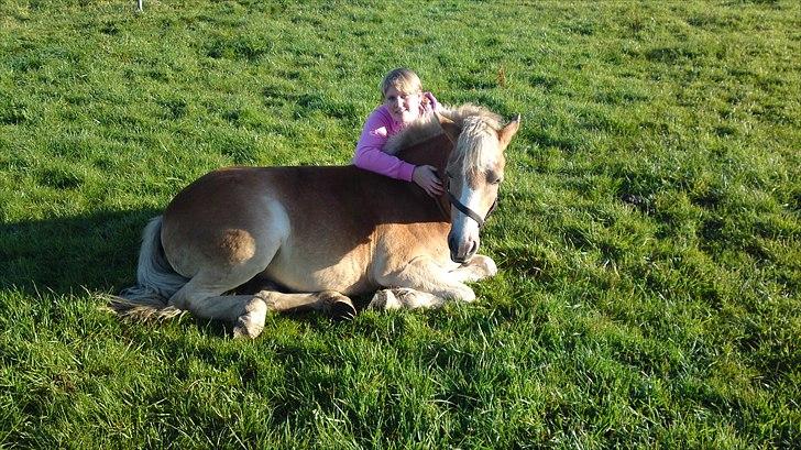 Haflinger Bella - Aug. 2010 billede 4