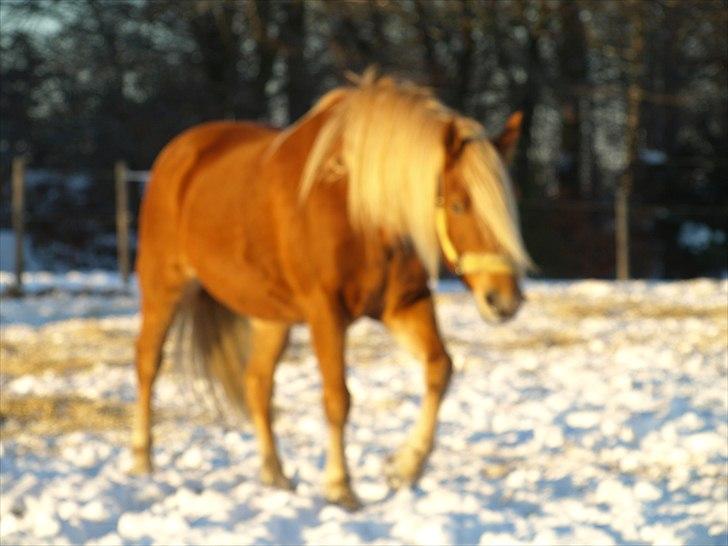 Anden særlig race cha-cha - lidt sløret billede, men mest på for at se længden på cha-cha´s man, det er imod min vilje at den er lang billede 15