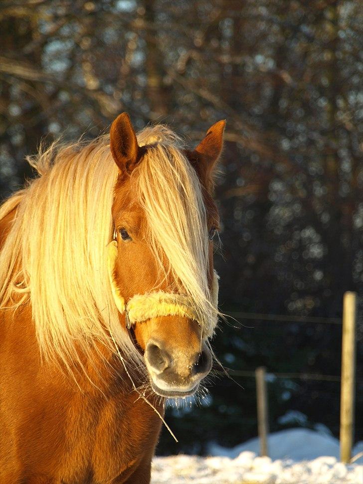 Anden særlig race cha-cha - vinter  billede 16