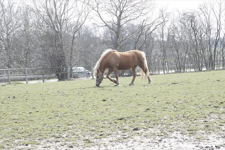 Haflinger Provence - Nyder at være på fold:) billede 20