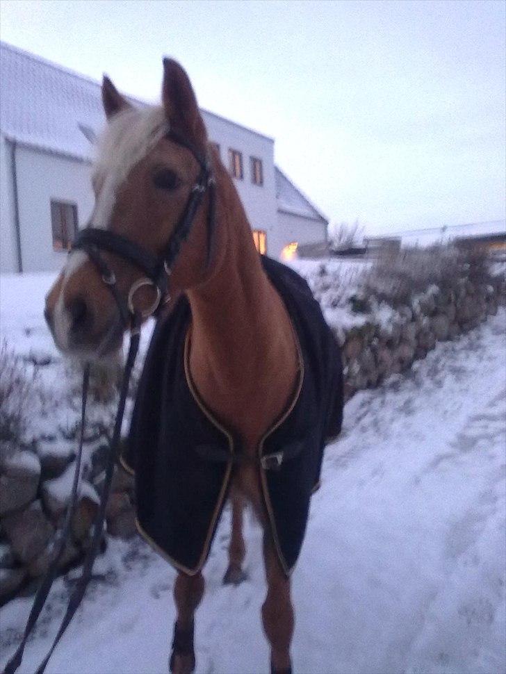 Anden særlig race Mitzi - Solgt billede 13