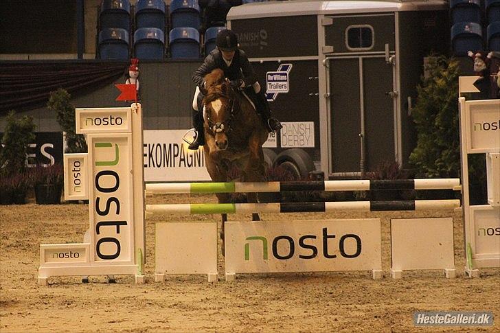 New Forest Foinix Dyrekjær billede 9