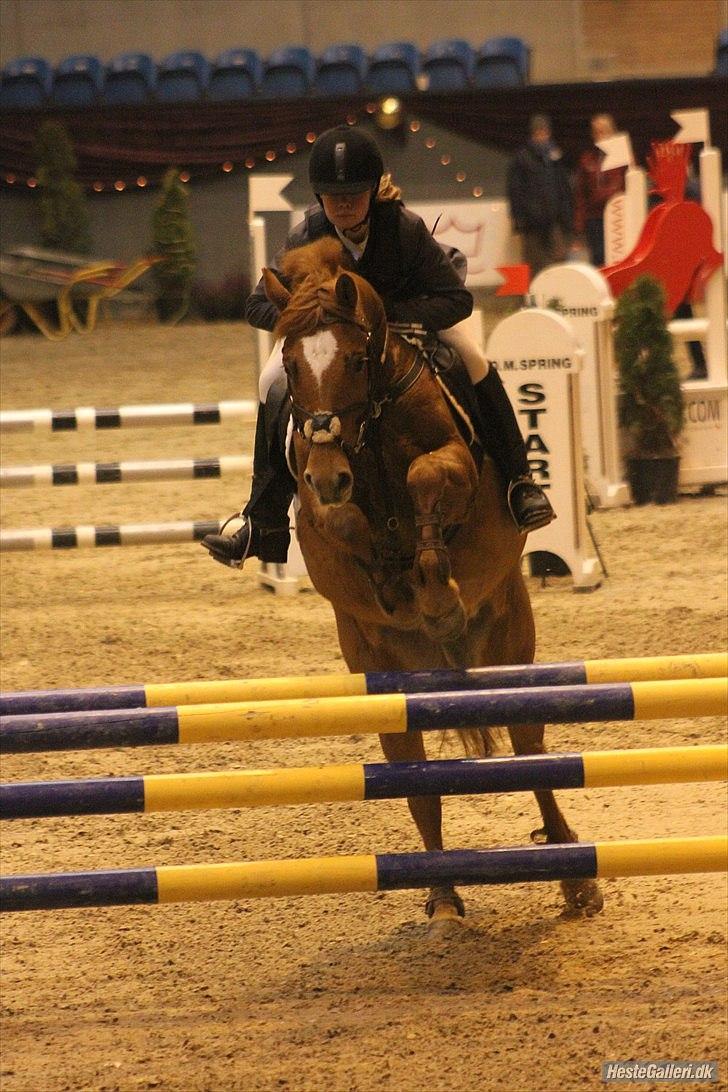 New Forest Foinix Dyrekjær billede 10