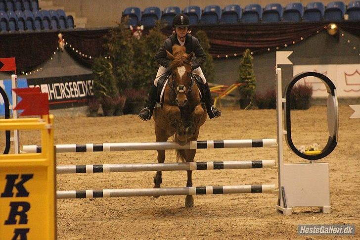 New Forest Foinix Dyrekjær billede 11