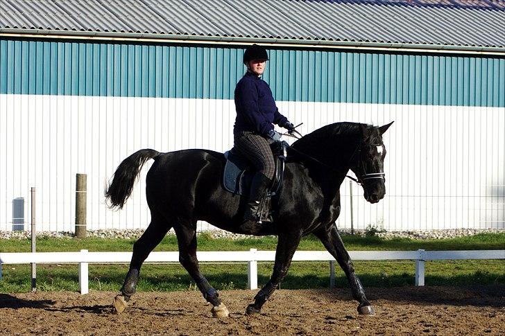 Oldenborg Pyrus Rævdal - Fra d. 7 November 2010  - dejlige basse <3 billede 17