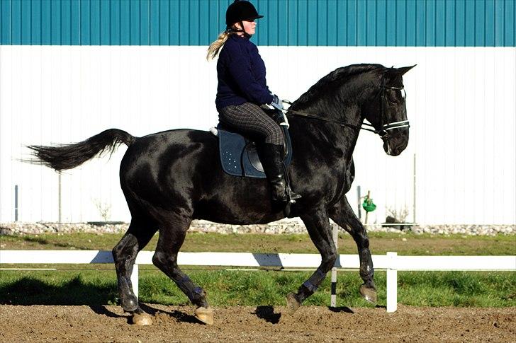 Oldenborg Pyrus Rævdal - Fra d. 7 November 2010 - Jeg ligner en kegle... men elsker det billede <3 billede 19