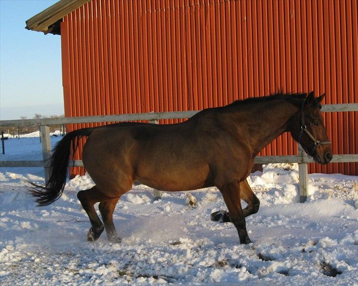 Oldenborg Achilles Weise billede 6