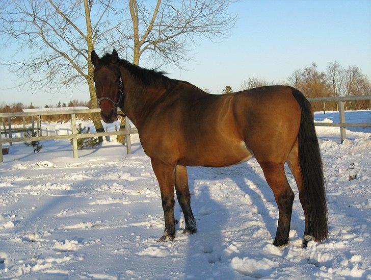 Oldenborg Achilles Weise billede 7