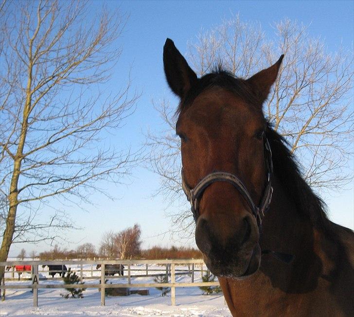 Oldenborg Achilles Weise billede 9