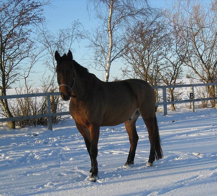 Oldenborg Achilles Weise billede 10