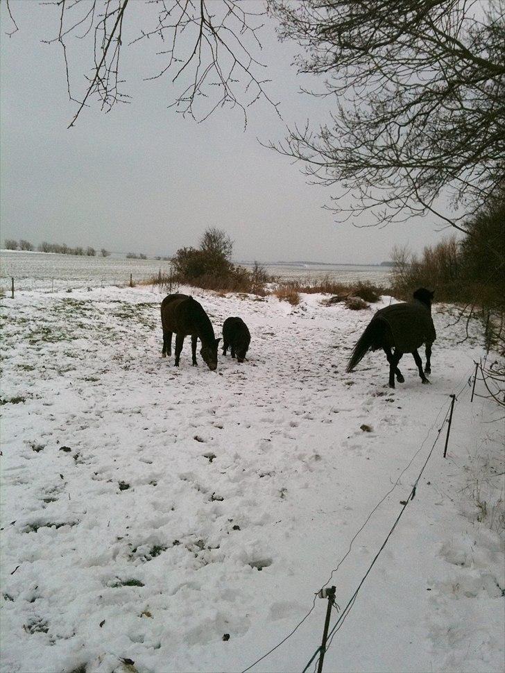 New Forest chanell billede 13