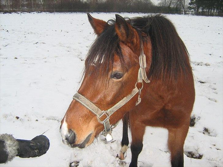 Anden særlig race Askepot / Fimbe (solgt) billede 8