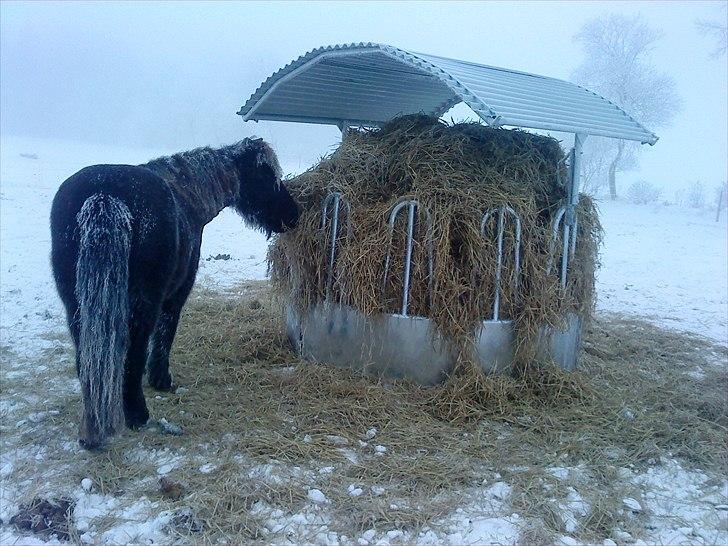 Islænder Svadilfari fra Godrumgård (solgt) billede 11