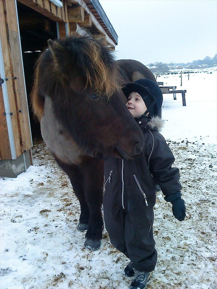 Islænder Svadilfari fra Godrumgård (solgt) billede 12