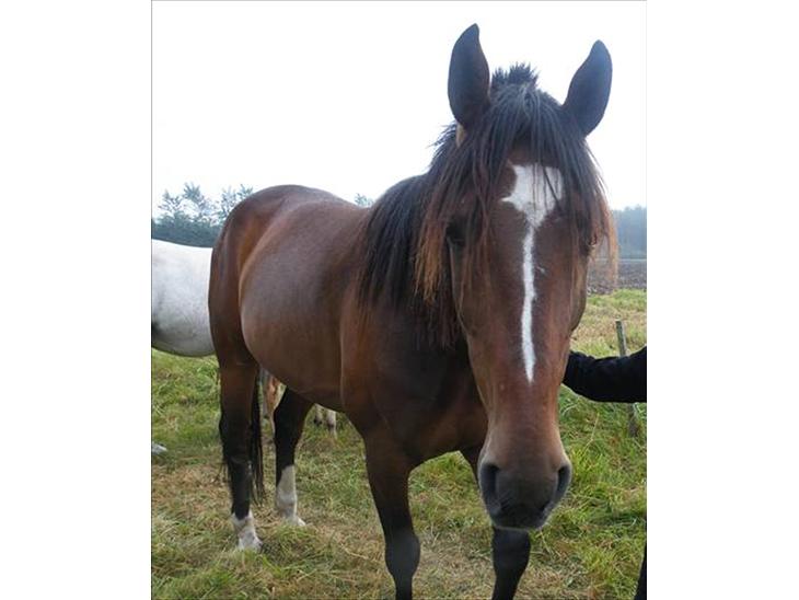 {{currentPhoto.altText}} billede {{currentPhoto.number}}