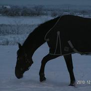 Dansk Varmblod Åbygaards Farouq