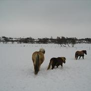 Falabella Bølle