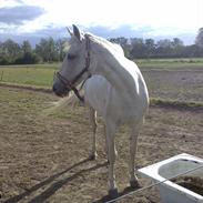 Arabisk fuldblod (OX) Pasja