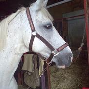 Arabisk fuldblod (OX) Pasja