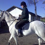 Arabisk fuldblod (OX) Pasja