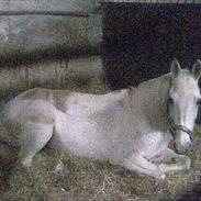 Arabisk fuldblod (OX) Pasja