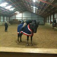 Anden særlig race Valdemar Graf