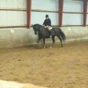 Anden særlig race Valdemar Graf