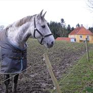 Anden særlig race Vanessa