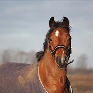 Anden særlig race Langbjergs Mocca