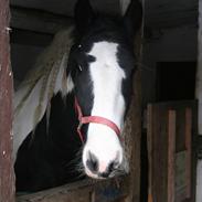 Irish Cob Troelsegaardens Cashiopeia