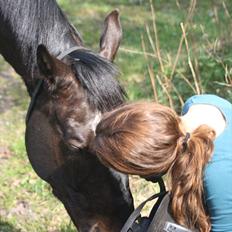 Polsk Varmblod Krasny himmelhest :'( <3