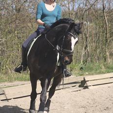 Polsk Varmblod Krasny himmelhest :'( <3