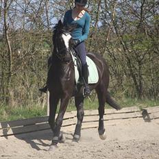 Polsk Varmblod Krasny himmelhest :'( <3