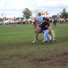 Welsh Pony af Cob-type (sec C) rytterbjergets imperial