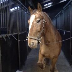 Anden særlig race Mr.X