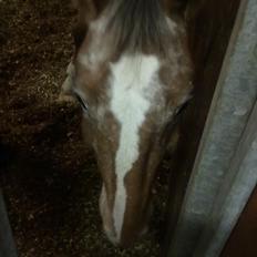 Anden særlig race Mr.X