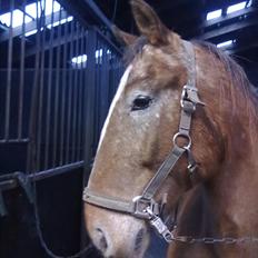 Anden særlig race Mr.X