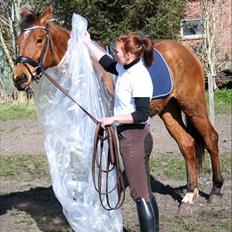 Dansk Varmblod Crazy Phantom - for evigt elsket <3