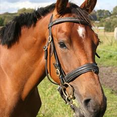 Dansk Varmblod Crazy Phantom - for evigt elsket <3