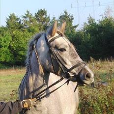 Anden særlig race Midnight summer madness 