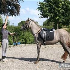 Anden særlig race Midnight summer madness 