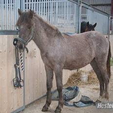 Anden særlig race Midnight summer madness 