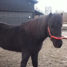 Islænder Örvar, min elskede!