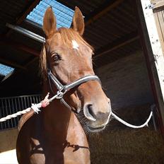 Anden særlig race Fie