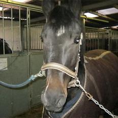 Anden særlig race Sheila 