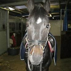 Anden særlig race Sheila 