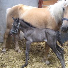 Anden særlig race chrauq *solgt*